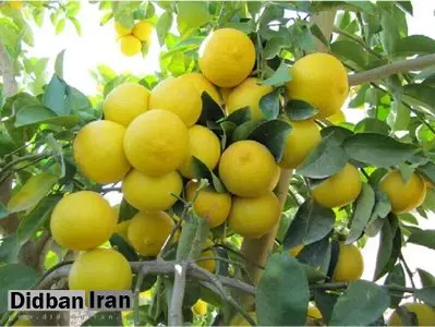 ۱۱ دلیل برای اینکه بدانید باید لیمو را در رژیم غذایی‌تان قرار دهید؟