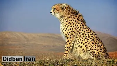 مشاهده «تلما» پس از ۳ سال همراه توله‌اش در توران