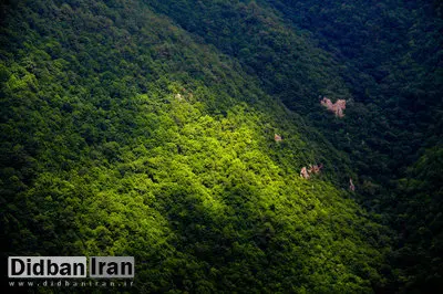 تاکید رئیس مجلس بر اجرای طرح تنفس جنگل در طی دوره سه ساله