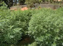 کشت ماری‌جوانا در شهرستان شیراز امحاء شد