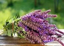 زیبایی پوست صورت به کمک داروی گیاهی مریم گلی/ خواص گیاه مریم گلی