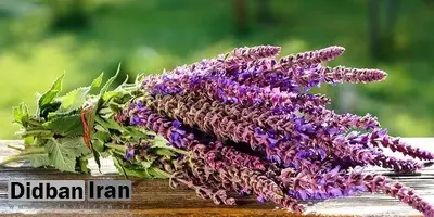 زیبایی پوست صورت به کمک داروی گیاهی مریم گلی/ خواص گیاه مریم گلی