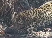 نجات جان پلنگ توسط اهالی یک روستا+فیلم 