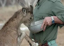 تصویب لایحه حمایت از محیط‌ بانان در کمیسیون کشاورزی مجلس/ رسیدگی به لایحه در دستور کار این هفته کمیسیون قضایی