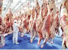 قیمت هر کیلو گوساله ۲۰۰ هزار تومان شد/ مقدسی: بالاتر از این قیمت، گوشت نخرید