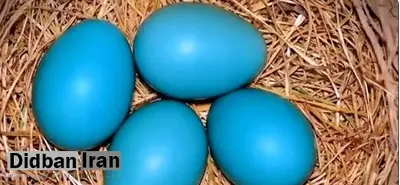 تخم مرغ لاکچری آبی در بازار ایران / قیمت هر عدد ۵۰ هزار تومان ناقابل!