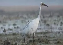 درنای امید در مازندران به درنای سیبری رسید/ مدیر کل حفاظت محیط‌زیست مازندران: دو پرنده کنار هم با رقص و آواز معارفه خوبی داشتند/ عکس