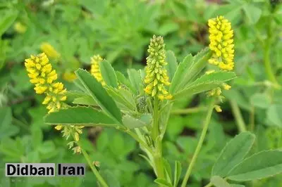 خواص یونجه زرد؛ گیاهی سنتی با پتانسیل مهار آنزیم کلیدی آلزایمر