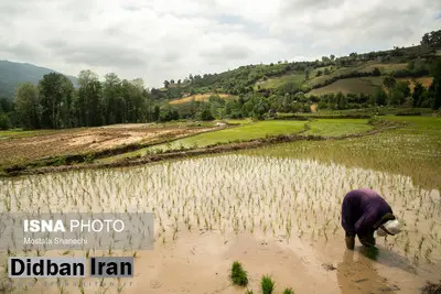 کشت برنج به غیر از شمال کشور ممنوع است
