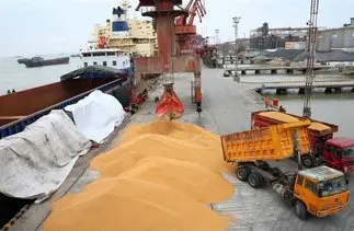 ترخیص روزانه نهاده‌های دامی از گمرک/ وزیر جهادکشاورزی: هیچ نگرانی در تامین نهاده وجود ندارد