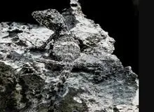 شناسایی یک خزنده ۳۰ سانتیمتری «شبیه به اژدها» در کشور لائوس+عکس 