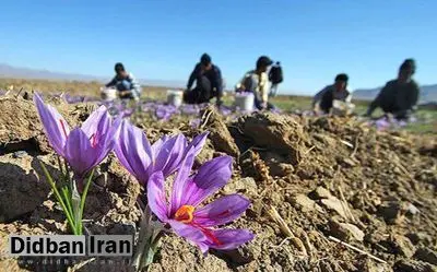 صادرات ۷۵میلیون دلاری زعفران
