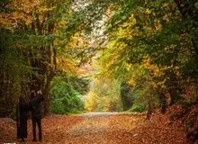 پاییز هزار رنگ جنگل‌های هیرکانی+ تصاویر
