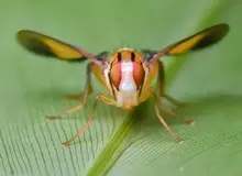 دانشمندان مگس میوه را با دستکاری ژنتیکی به مصرف کوکائین متمایل کردند