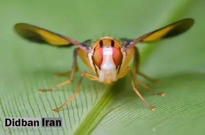 دانشمندان مگس میوه را با دستکاری ژنتیکی به مصرف کوکائین متمایل کردند