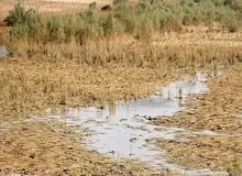 وضعیت بحرانی ۶ تالاب اصلی خوزستان/ حل مشکل هورالعظیم، نیازمند اقدام جدی عراق