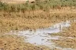 وضعیت بحرانی ۶ تالاب اصلی خوزستان/ حل مشکل هورالعظیم، نیازمند اقدام جدی عراق