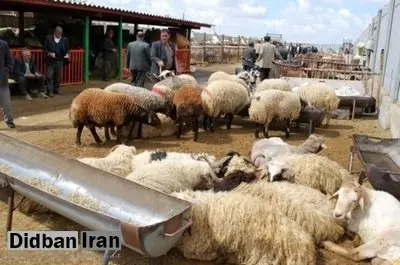 گوسفند زنده برای عید قربان کیلویی چند؟