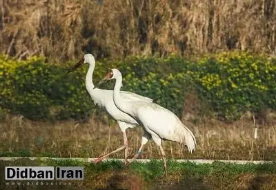 «رویا» با «امید»سفر نکرد/ درناهای سیبری به توافق نرسیدند