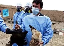 معدوم شدن بیش از 4.5 میلیون قطعه مرغ در قم!