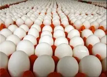 تخم مرغ گران‌تر شد/ هر عدد؛ ۷۰۰ تومان