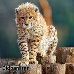 پیروز به پردیسان بازگشت