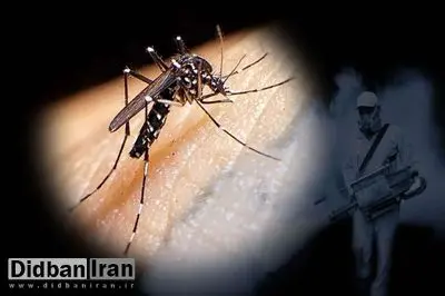 کارشناس مرکز بهداشت: افزایش خطر انتقال بیماری‌های تب دنگی، کنگونیا، تب زرد و زیکا پس از بارندگی‌های اخیر در کیش