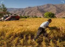 درخواست تاسیس شورای عالی امنیت غذا