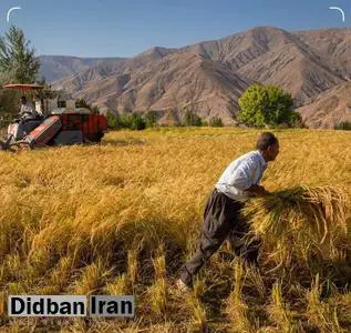 درخواست تاسیس شورای عالی امنیت غذا