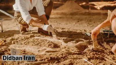 کشف شگفتانگیز دانشمندان: فسیل ۵۲۰ میلیون ساله با مغز و رودههایی سالم مثل روز اول پیدا شد