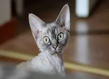 گربه‌ها شما را این شکلی می‌بینند+تصاویر