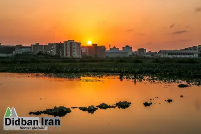 عضو هیأت علمی مؤسسه تحقیقات آب هشدار داد؛  آب تالاب نیلوفر آبی بابل سرطان زا است 