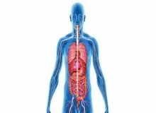 سیستم ایمنی بدن چگونه شکل می‌گیرد؟