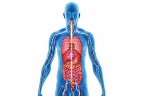 سیستم ایمنی بدن چگونه شکل می‌گیرد؟