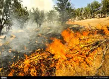 ادامه آتش‌سوزی جنگل‌ها و مراتع "صحرا چک" اندیمشک/ آتش در کمین بلوط‌های "انارکی"