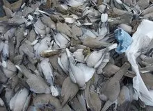 کشف لاشه‌های پرندگان مسموم در اطراف اهواز