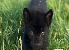 اولین توله جگوار سیاه نر در ایران متولد شد +ویدیو