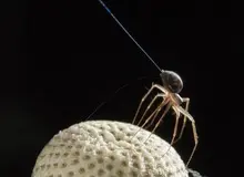 برخی عنکبوت‌ها واقعاً می‌توانند پرواز کنند؛ اما آن‌طور که به نظر می‌رسد ترسناک نیستند