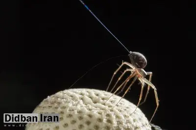 برخی عنکبوتها واقعاً میتوانند پرواز کنند؛ اما آنطور که به نظر میرسد ترسناک نیستند