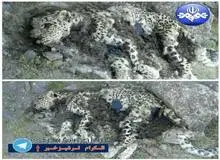 کشف لاشه یک پلنگ در منطقه حفاظت شده