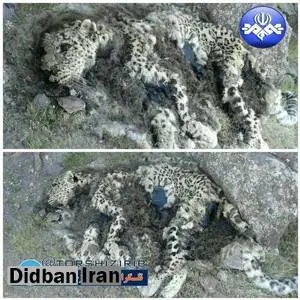 کشف لاشه یک پلنگ در منطقه حفاظت شده