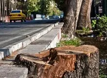 قطع درختان خیابان فلسطین از ریشه؛ ماجرا چیست؟