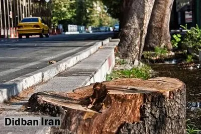 قطع درختان خیابان فلسطین از ریشه؛ ماجرا چیست؟