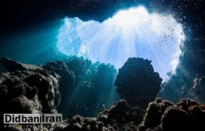 «جمع بزرگی» از موجودات عجیب و غریب زنده برای اولینبار در عمق بیش از ۹ کیلومتری اقیانوس دیده شدند
