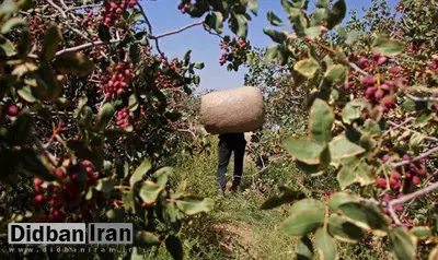 دستگیری سه نفر حین سرقت از باغ‌های پسته دامغان