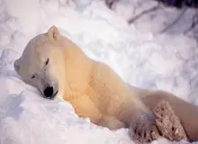 مطالعات جدید: انسان‌ها ممکن است قابلیت‌های شگفت‌انگیز خواب زمستانی را در ژن‌هایشان داشته باشند