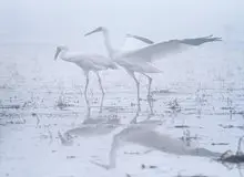 «امید» و «رویا» از ایران رفتند