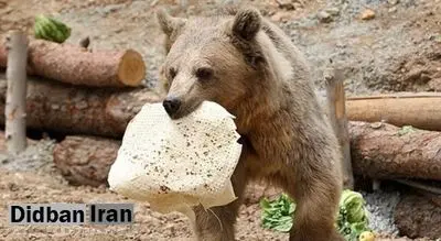 محیطزیست اردبیل: به خرس قهوهای سبلان غذا ندهید؛ رفتار خرس بههیچوجه قابل پیشبینی نیست
