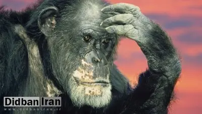 شامپانزهها دروغ را تشخیص میدهند و عقیدهشان را عوض میکنند!