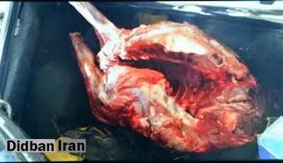 کشف 200 کیلو گوشت گراز در رودبار گیلان